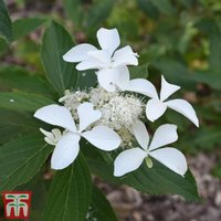 Hydrangea paniculata Great Star