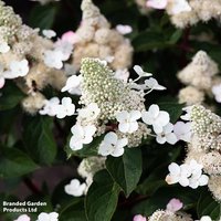 Hydrangea Living Infinity