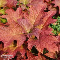 Hydrangea quercifolia Jetstream