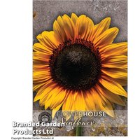 Sunflower Russian Giant - Kew Flowerhouse Seed Collection