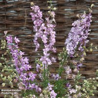 Delphinium consolida Fancy Belladonna - Seeds