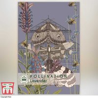 Lavender Munstead - Kew Pollination Seed Collection