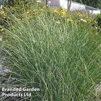 Miscanthus sinensis ’Gracillimus’