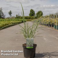 Miscanthus sinensis Variegatus