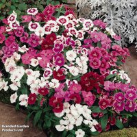 Dianthus Festival Mixed