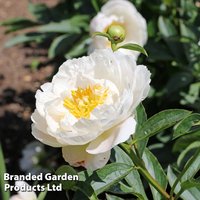 Peony Miss America