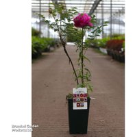 Peony Pin Hong