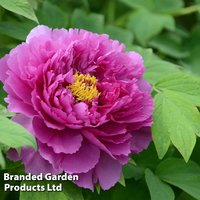 Tree Peony Purple