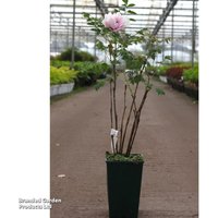 Peony Yi Du Chun Qiu