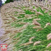 Pennisetum alopecuroides Hameln