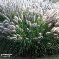 Pennisetum alopecuroides Moudry