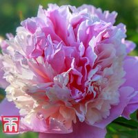 Peony Sorbet
