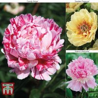 Peony Trio Collection