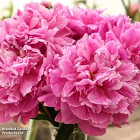 Peony Alexander Fleming