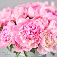 Peony Angel Cheeks