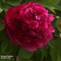 Tree Peony Bai Yuan Hong Xia