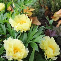 Peony Bartzella