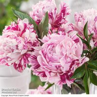 Peony Candy Stripe