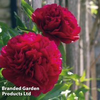 Peony Double Red