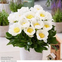 Peony Dublin (Patio Peony)