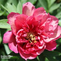 Peony Hillary