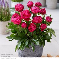 Peony London (Patio Peony)
