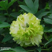 Tree Peony Lu Mu Ying Yu