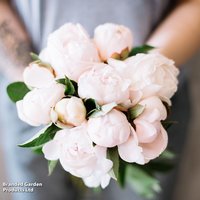 Peony Mothers Choice