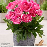 Peony Rome (Patio Peony)