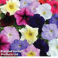 Petunia ’Colour Parade’ F1 Hybrid - Seeds