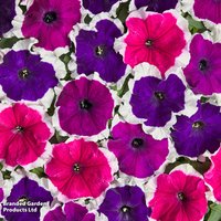 Petunia Mistral Picotee Mix F1 - Seeds
