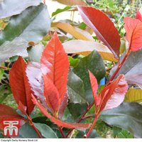 Photinia x fraseri Scarlet Blaze