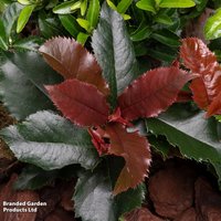 Photinia x fraseri Magical Volcano