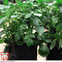 Black/Grey Potato Growing Bags