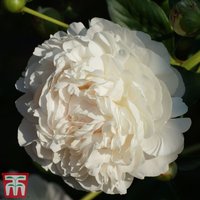 Peony Double White