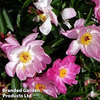 Peony Sonoma Blessing