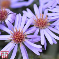 Aster novi-belgii Professor Anton Kippenberg