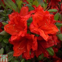 Rhododendron Firecracker (Azalea Group)