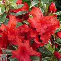 Rhododendron Girards Variegated Hot Shot (Azalea Group)