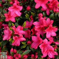 Rhododendron Vuyks Scarlet (Azalea Group)