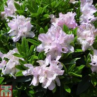 Rhododendron Robert Seleger