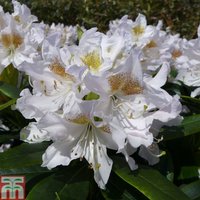 Rhododendron Cunninghams White