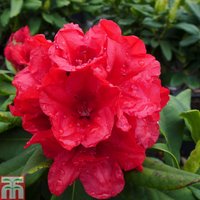 Rhododendron Dopey