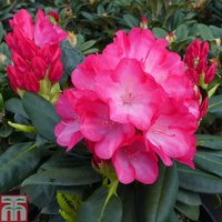 Rhododendron 'Fantastica'