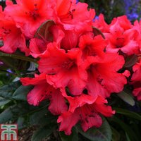 Rhododendron Titian Beauty