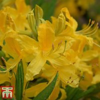 Rhododendron Harvest Moon