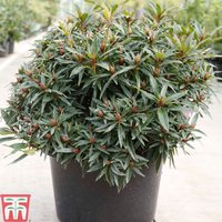 Rhododendron Graziella