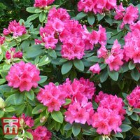 Rhododendron Wilgens Ruby