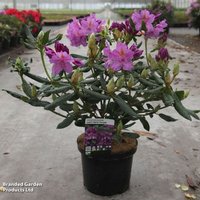 Rhododendron Lees Dark Purple