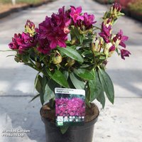 Rhododendron Polar Night